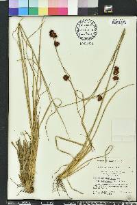 Rhynchospora cephalantha image