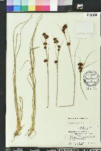 Rhynchospora cephalantha image