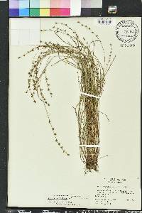 Scleria verticillata image