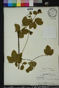 Clematis reticulata image