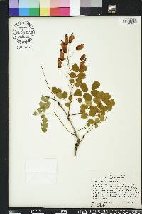 Caesalpinia cassioides image