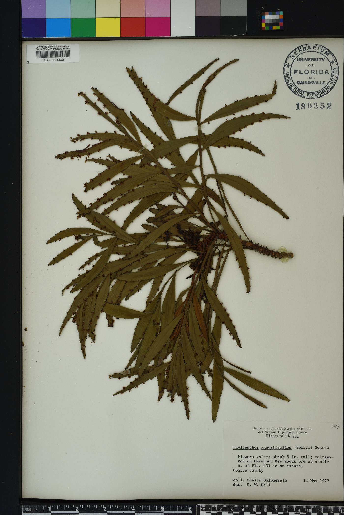 Phyllanthus angustifolius image