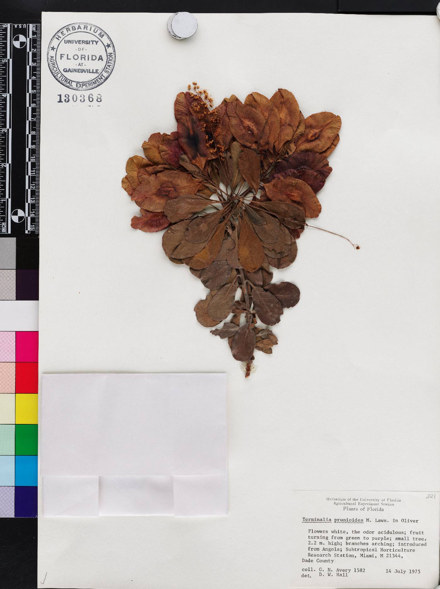 Terminalia prunioides image