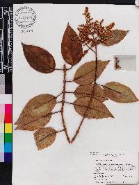 Ligustrum lucidum image