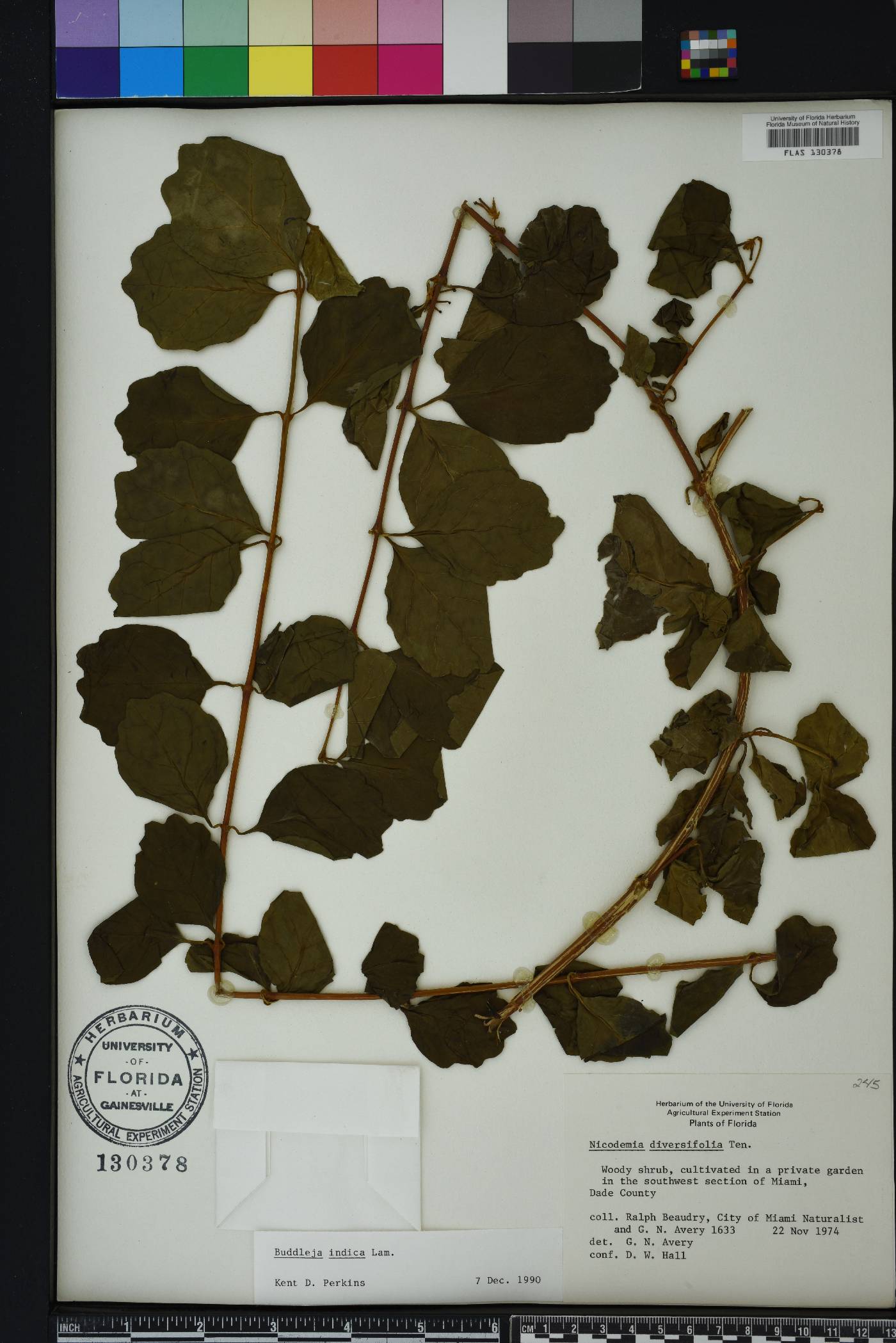 Buddleja indica image