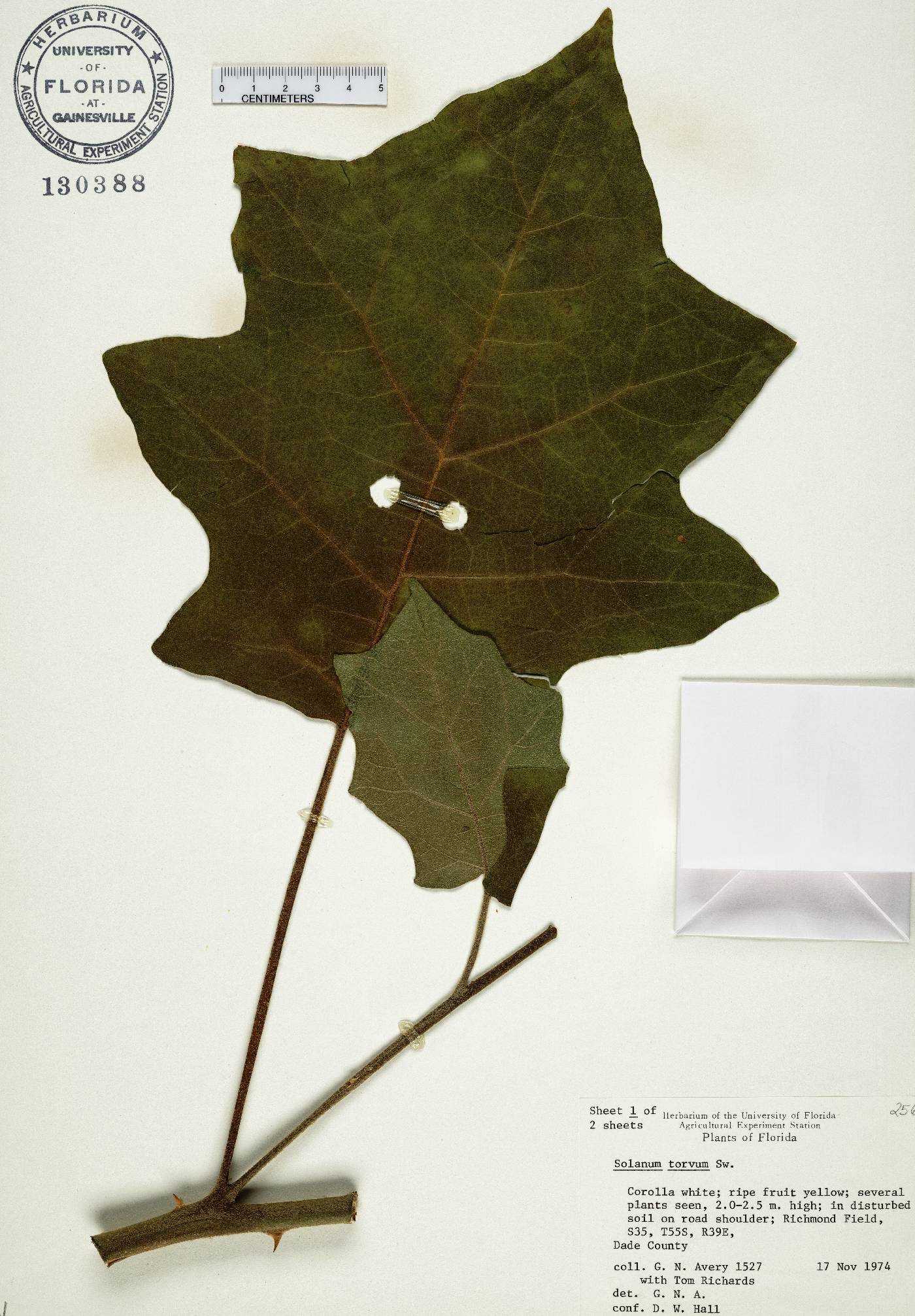 Solanum torvum image