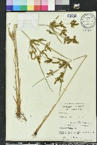 Cyperus iria image