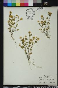 Trifolium nigrescens image