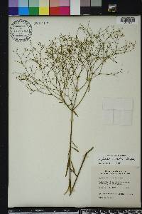 Euphorbia discoidalis image