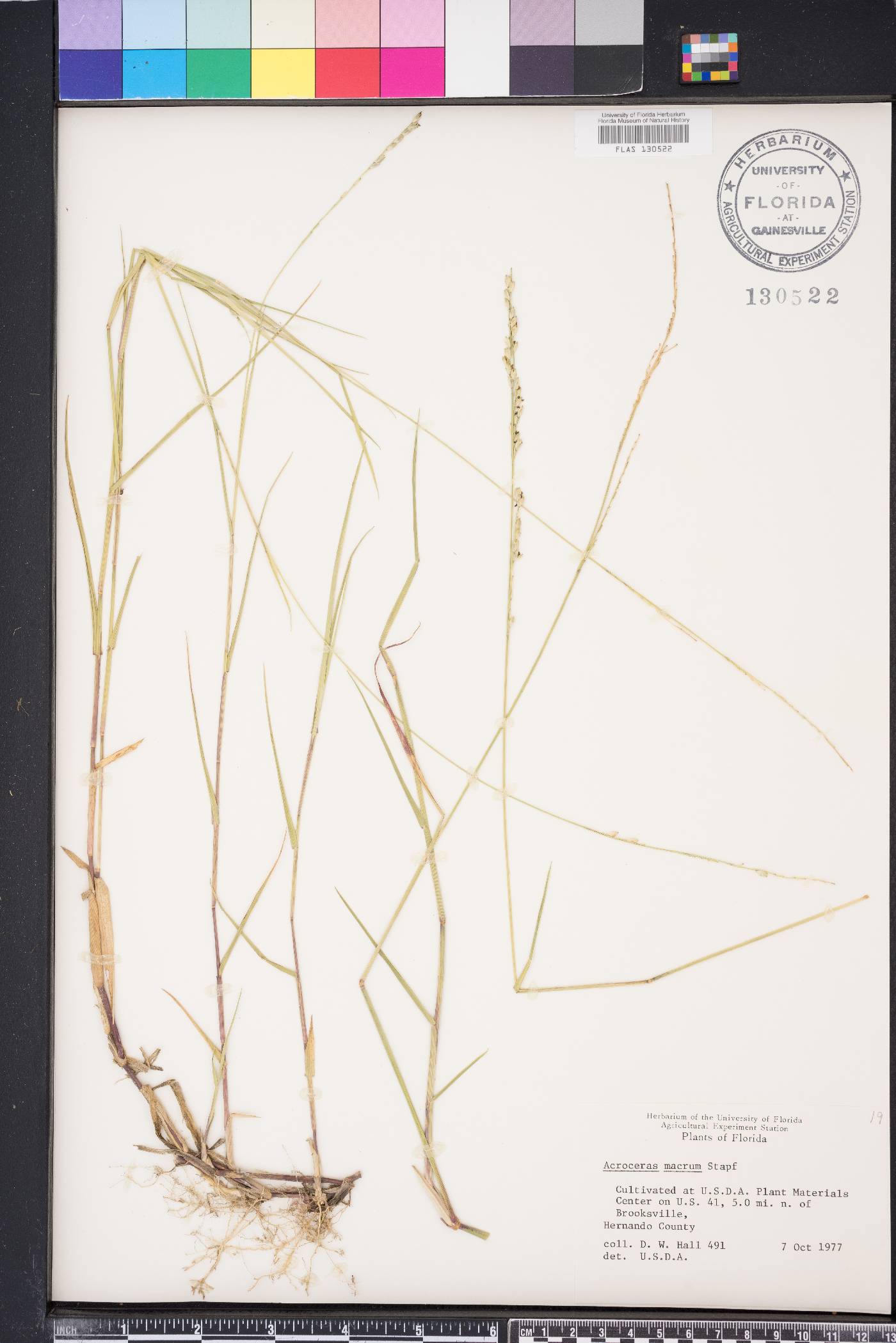 Acroceras macrum image