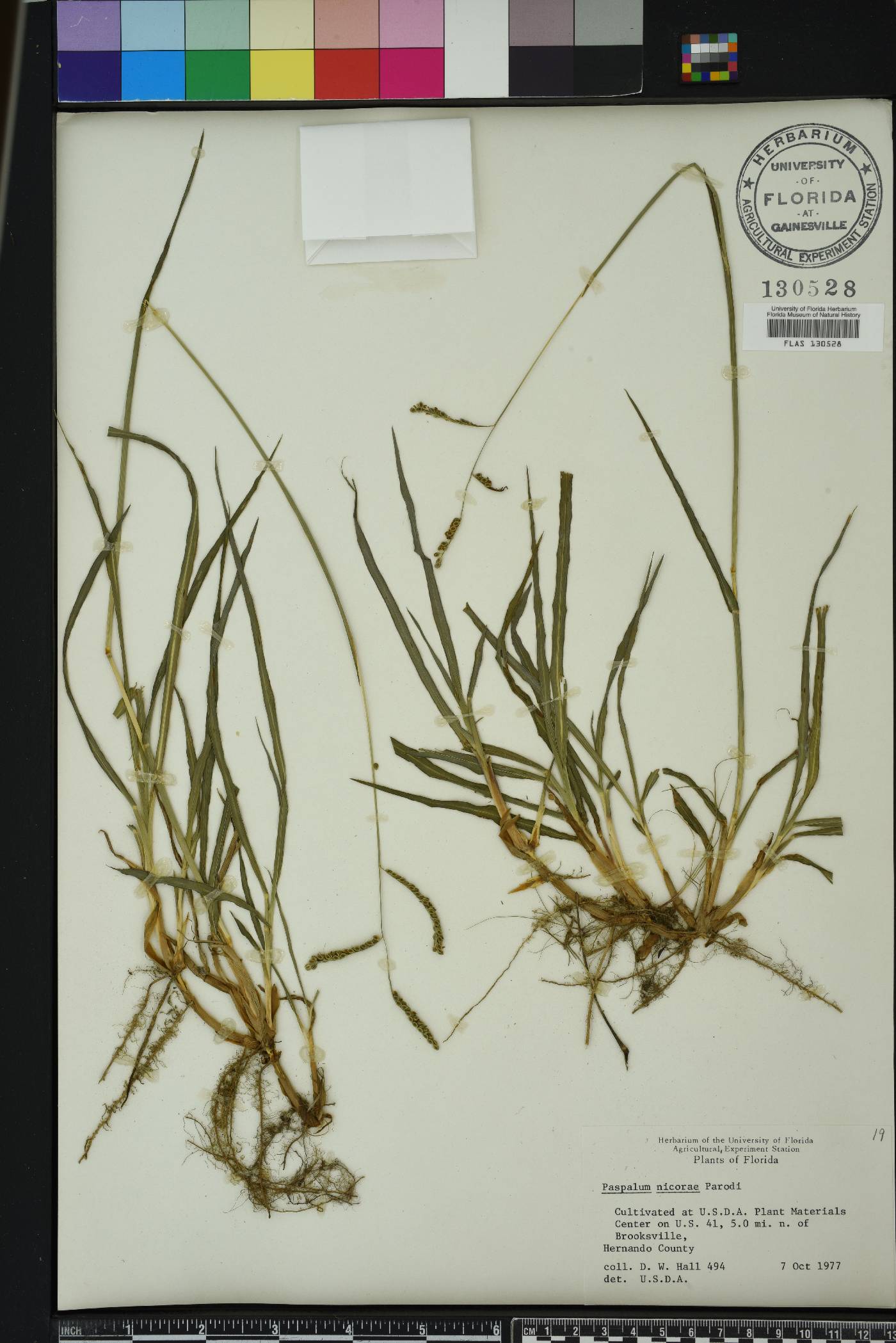 Paspalum nicorae image