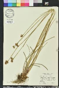 Juncus megacephalus image