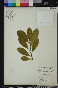 Magnolia stellata image