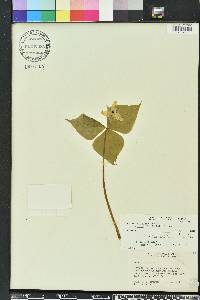 Trillium erectum image