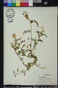 Vicia caroliniana image