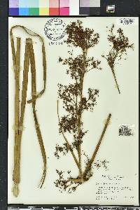 Cladium jamaicense image