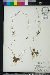 Lobelia feayana image