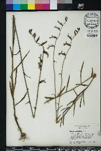 Lobelia glandulosa image