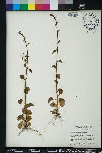 Lobelia homophylla image