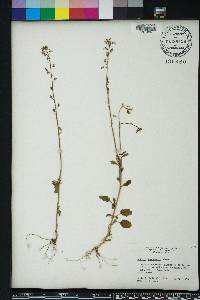 Lobelia homophylla image