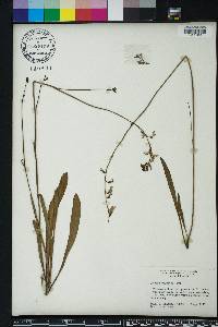 Lobelia paludosa image