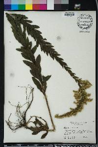 Solidago fistulosa image