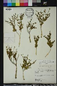 Euphorbia exserta image