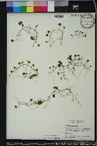 Dichondra carolinensis image