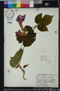 Ipomoea indica image