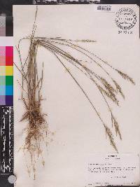 Panicum pinetorum image