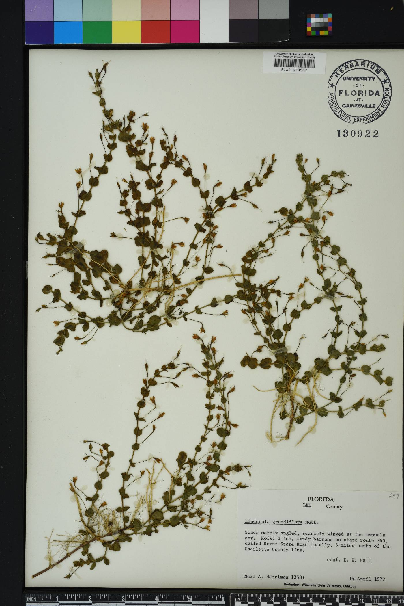 Lindernia grandiflora image