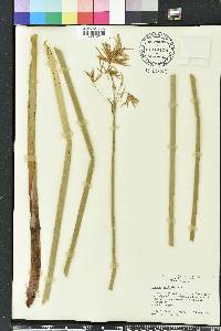 Cyperus articulatus image