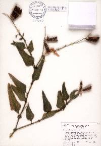 Crotalaria verrucosa image