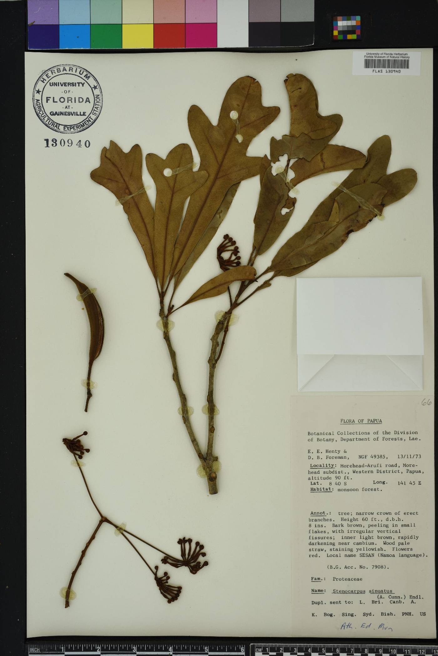 Stenocarpus image