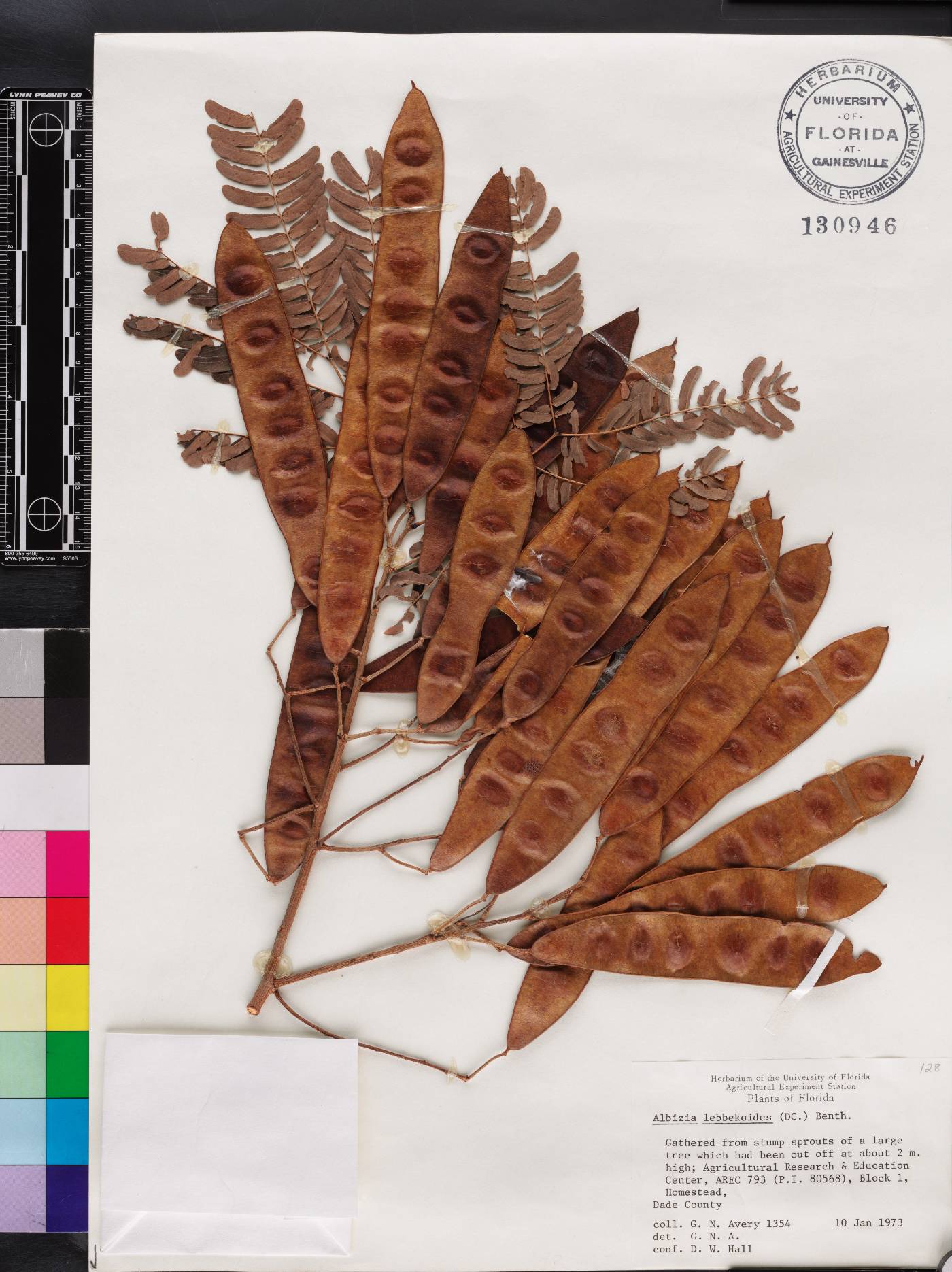 Albizia lebbekoides image
