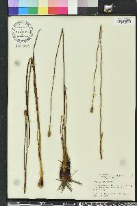 Xyris caroliniana image