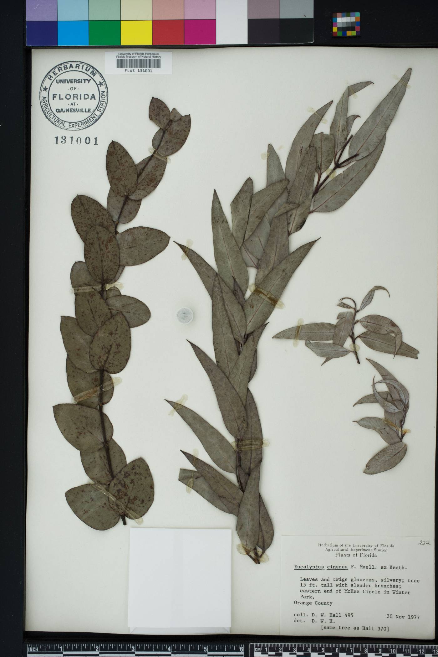 Eucalyptus cinerea image