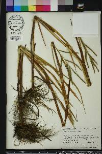 Paspalum boscianum image