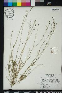 Wahlenbergia marginata image