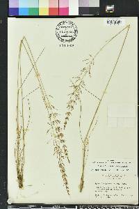 Sporobolus junceus image