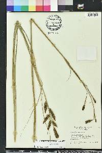 Carex glaucescens image