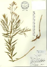 Amsonia ciliata image