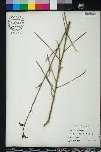 Lobelia glandulosa image