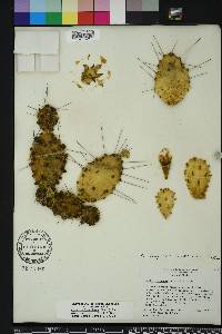 Opuntia austrina image