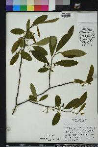 Nyssa sylvatica var. biflora image