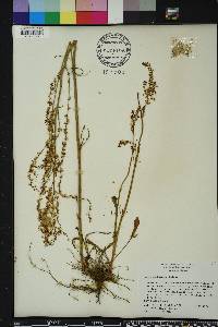 Rumex hastatulus image