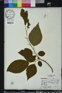 Halesia diptera image
