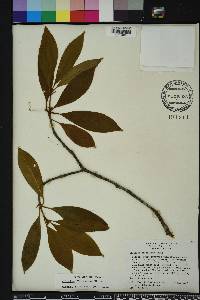 Illicium floridanum image