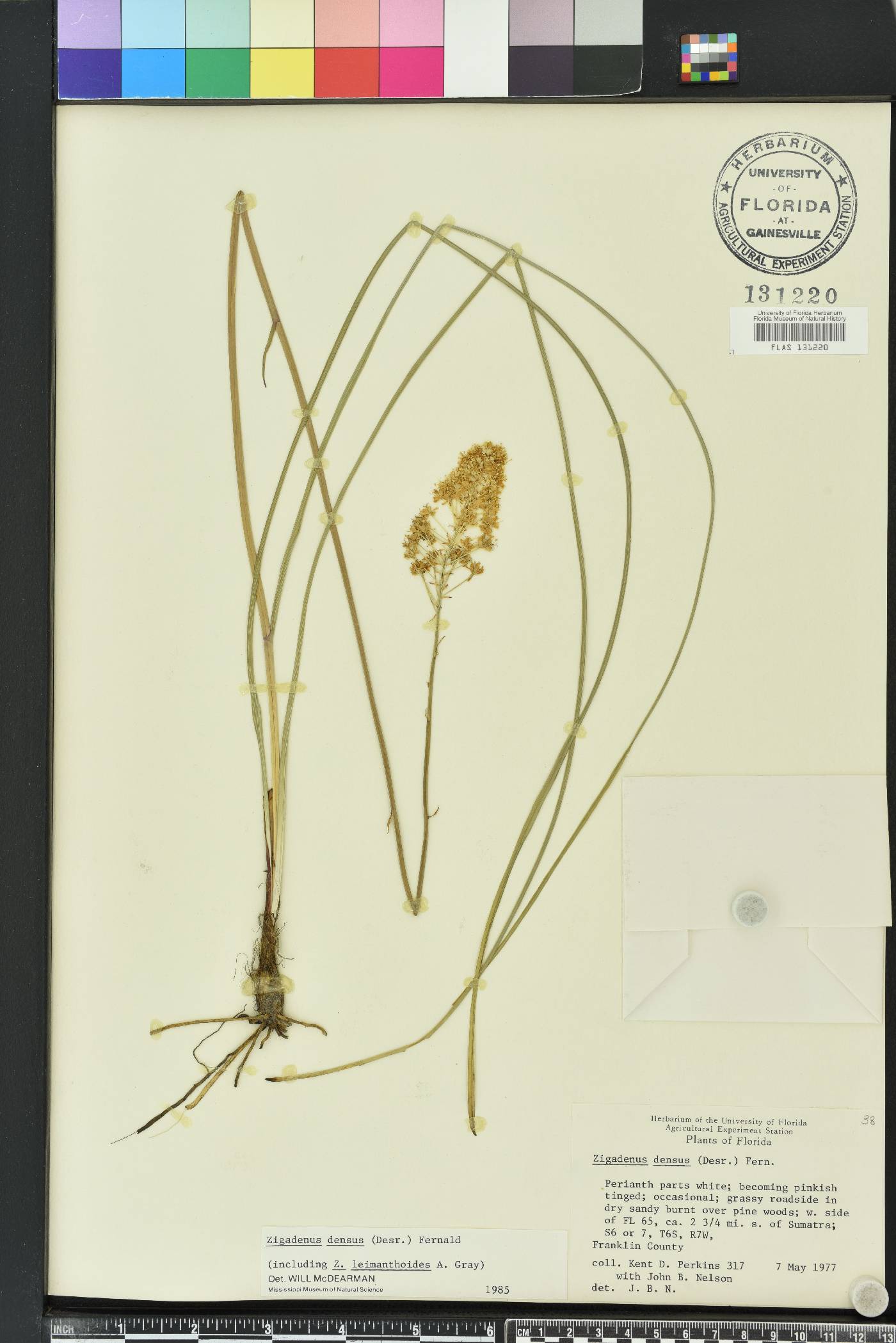 Stenanthium densum image