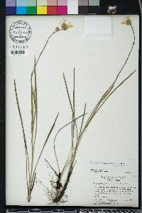 Pityopsis oligantha image